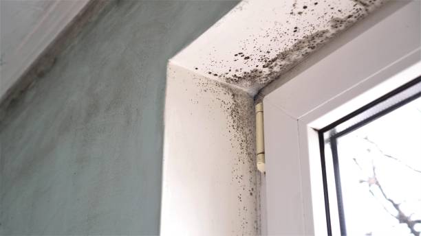 Best Biohazard Mold Removal  in Tahoe Vista, CA